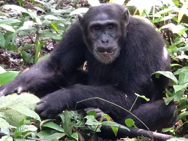 Schimpanse in Kibale Forest
