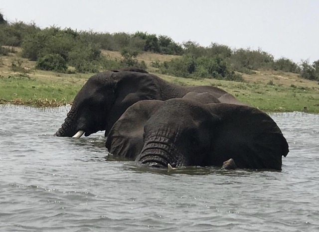 Schwimmende Elefanten